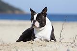 BOSTON TERRIER 352